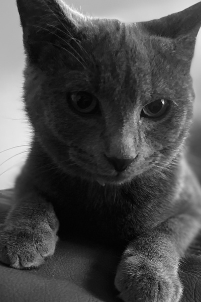 A Cat Named Fox