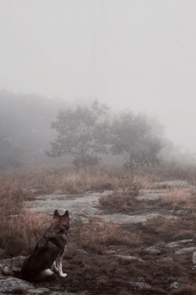 The Glory of Hounds