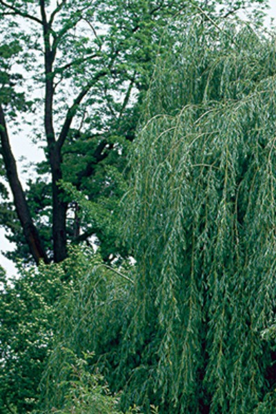 The laughing willow