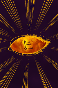 Eye of Amber