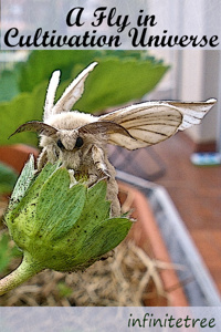 A Fly in Cultivation Universe