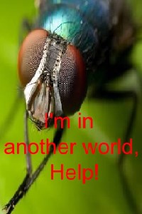 Fly in Fantasy