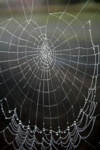 Arachnomancer